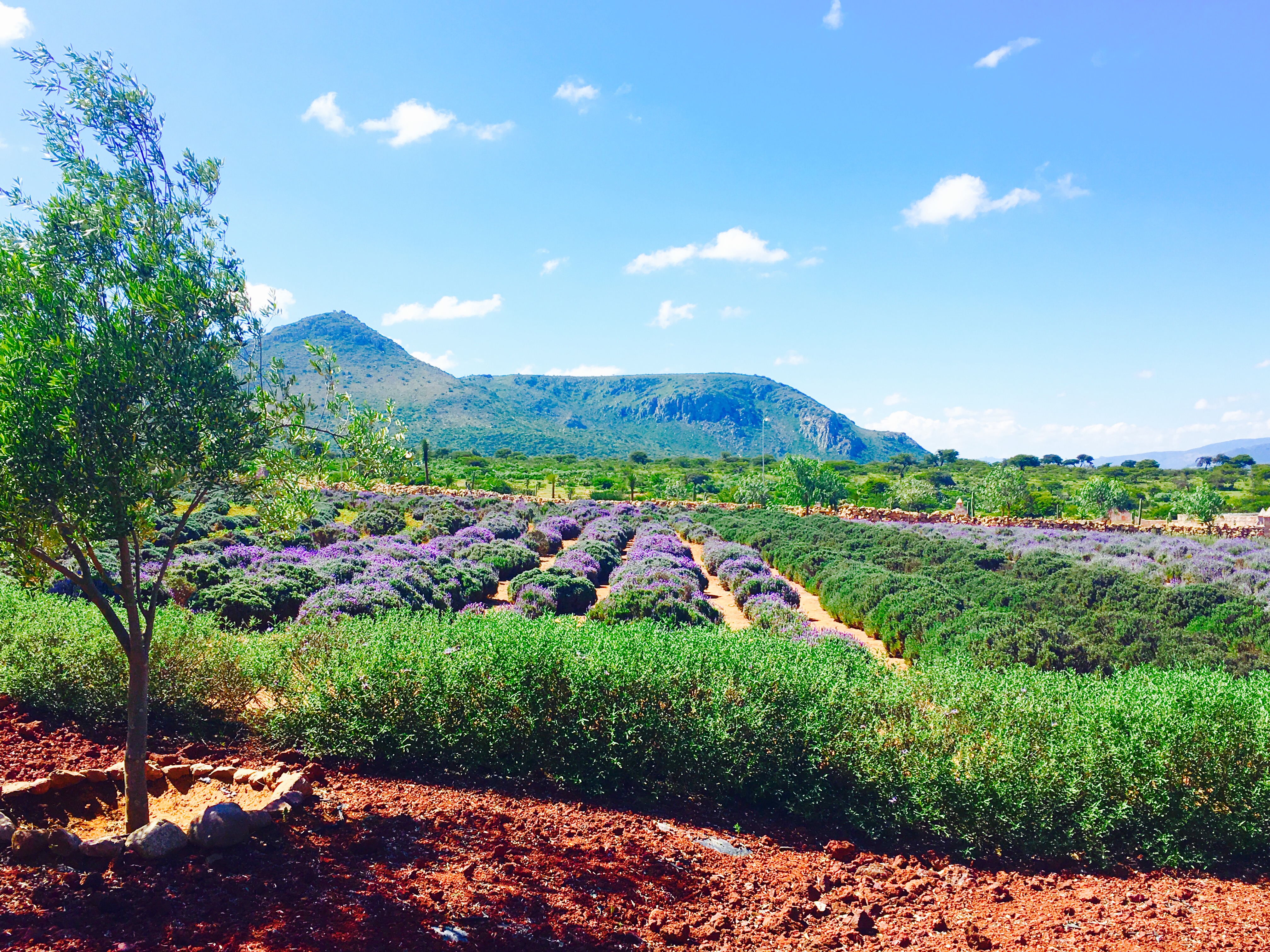 Lavender fields at Rancho de Lavanda Pozos